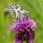 Schmetterling Schachbrett seitlich mit Unterseite der Fluegel