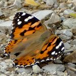 Distelfalter sitzt auf dem Weg