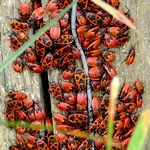 Ganz viele Feuerwanzen an einem Pfosten