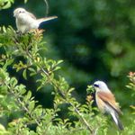 Neuntoeter mit Frosch im Schnabel