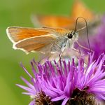 Neuntoeter mit Frosch im Schnabel