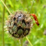Roter Weichkaefer auf Distel