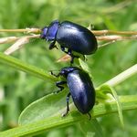 Blau schillernder Blattkaefer