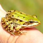 Junger Wasserfrosch sitzt auf dem Finger