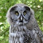 Uhu blickt in Kamera