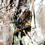 Raubfliege mit Grashuepfer