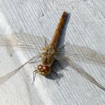 Braune Libelle (Weibchen)