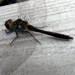 Schwarze Libelle (Maennchen)