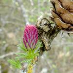 Bluetenstand der Laerche