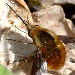 Wollschweber mit langem Saugruessel