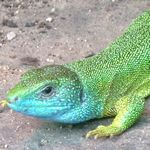 Smaragdeidechse im Freiland-Terrarium Stein