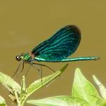 Blaufluegel-Prachtlibelle