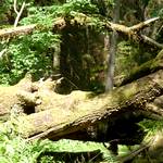 Umgefallener riessiger Baum