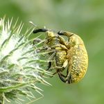 2 Ruesselkäfer bei der Paarung