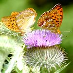 Kaisermantel und Feuriger Perlmuttfalter gemeinsam auf einer Distelbluete