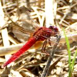 Feuerlibelle: ganz rot mit roten Beinen