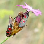 2 Esparsetten-Widderchen an einer Blume