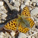 Kleiner Perlmuttfalter