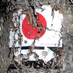 Alte Wegmarkierung 'roter Punkt' auf einem Baum