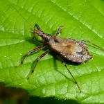 Sichelwanze auf einem gruenen Blatt