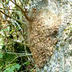 Aufgelassenes Netz des Eichenprozessionsspinners