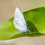 Blaeuling Schmetterling