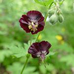 Blume Zurueckgebogener Storchschnabel