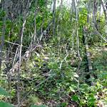 Ueberwucherte Gleise