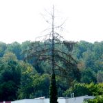 Baum mit abgestorbener Krone