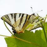 Segelfalter von unten