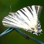 Segelfalter von oben