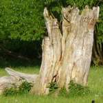 Baeume mit Koepfchen