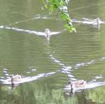 Geradewegs zum Weiher