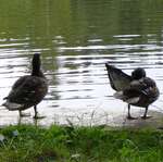 Geradewegs zum Weiher